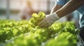 A Farmer\'s Hands Picking Lettuce in a Hydroponic Greenhouse. Generative AI