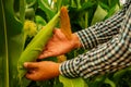 Farmer's hands tenderly cradle the vibrant corn ears, gauging their firmness and size to assess. Royalty Free Stock Photo