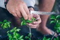 Farmer`s hands use grafting method on citrus seedling plant propagation process