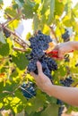 Vertical shot hands cutting bunch of red grapes from the vineyard, detail shot Royalty Free Stock Photo