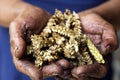 Farmer`s hands with wheat after the fire. The concept of world hunger, food crisis.