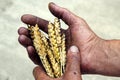 Farmer`s hands with wheat after the fire. The concept of world hunger, food crisis.