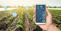 Farmer`s holds a smartphone on a background of a field with a potato plantations. Agricultural startup. Automation and crop