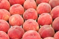 Farmer`s Market Fresh Freestone Peaches Royalty Free Stock Photo