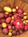 Farmer`s Market Potatoes in Basket Royalty Free Stock Photo