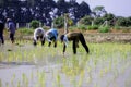 FarmerÃ¢â¬â¢s planting rice seedlings Royalty Free Stock Photo