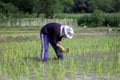 FarmerÃ¢â¬â¢s planting rice seedlings Royalty Free Stock Photo