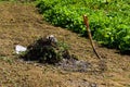 Farmer`s rake with remains of a bonfire and dried vegetables wint. Rural scene.