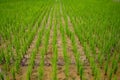 farmer's rice field The bright green rice plants are growing. Planted in the soil in beautiful rows. The ground was dry and Royalty Free Stock Photo