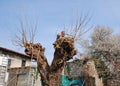 Farmer Sawing Mulberry Tree