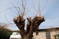 Farmer Sawing Old Mulberry Tree