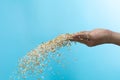 Farmer scatter Paddy white Rice grain fly in harvest field. Yellow Golden Paddy Rice falling farm, farmer scatter rice in farm by