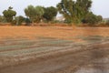 Farmer seeding, sowing crops at field. Sowing is the process of planting seeds in the ground as part of the early spring time Royalty Free Stock Photo