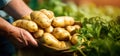 farmer selling potatoes at farmers vegetables market. fresh bio food. copy space Royalty Free Stock Photo