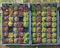 Farmer sells decorative succulent plants for decorating graves in a cemetery