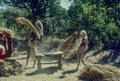 Farmer separating grain of rice hitting on wooden stand