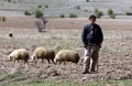 A farmer with sheep in Cappadocia in Turkey. Royalty Free Stock Photo