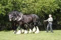 Farmer & Shire Horses Working Together