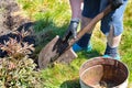 A farmer with a shovel loosens the soil around the flower and removes the weeds in the garden