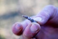 farmer show apple twigs infected by fungus disease powdery mildew in march