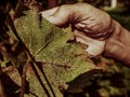 Bottom side of vine leaf with white dots of greenfly Royalty Free Stock Photo