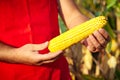 Farmer showing corn maize ear at field Royalty Free Stock Photo