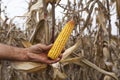 Farmer showing corn maize ear Royalty Free Stock Photo
