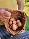 Farmer showing fresh hen eggs stored in a wicker basket, close up Royalty Free Stock Photo