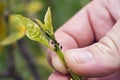 A farmer showing a colony of aphids feeding on a citrus shoot Royalty Free Stock Photo