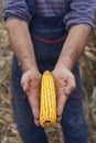 Farmer showing ripe corn maize ear Royalty Free Stock Photo