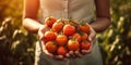 farmer showing tomatoes