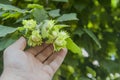 Farmer showing unripe hazelnuts on the tree