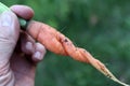 The farmer shows the carrots of an unusual shape.