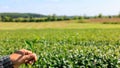 farmer shows fresh green tea leavs in her hand and tea plantation background, at chiang mai north of thailand, close up selective