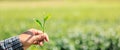 farmer shows fresh green tea leavs in her hand and tea plantation bokeh background, at chiang mai north of thailand, close up Royalty Free Stock Photo