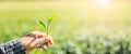 farmer shows fresh green tea leavs in her hand and tea plantation bokeh background with over lens flare light process, close up