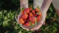 Farmer shows full bowl of ripe strawberries just collected from field