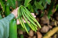 farmer shows green vanilla pods on holding hand in his plantation