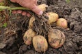 The farmer shows a potato plant with large potatoes.