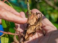 Farmer shows the rotten peach on a branch. Peach tree  diseases Royalty Free Stock Photo