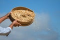 Farmer sifts grains during harvesting time to remove chaff Royalty Free Stock Photo