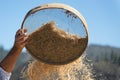 Farmer sifts grains during harvesting time to remove chaff Royalty Free Stock Photo