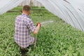 Farmer sits from cabbage seedlings in a greenhouse, pours water from seedlings hoses, a view from the back. Man grows cabbage in a