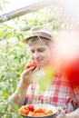 Farmer smelling fresh tomato while harvesting at farm