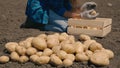 farmer sorting potato tubers sitting on field of land, harvest time, agriculture, work potato plantations, vegetable