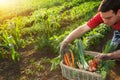 Farmer sorting vegetables in basket