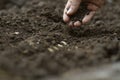 Farmer sowing seed of pumkin at garden Royalty Free Stock Photo