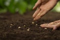 Farmer sowing seeds to grow vegetable