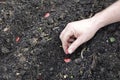 farmer sows may broad bean seeds in vegetable garden. planting broad beans in fertile land Royalty Free Stock Photo