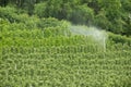 Farmer spaying Apple Trees with herbicide. Clouds above the Apple trees. Crop Desiccant and Herbicides sprayed Royalty Free Stock Photo